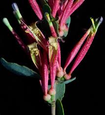 Image result for Tapinanthus dependens