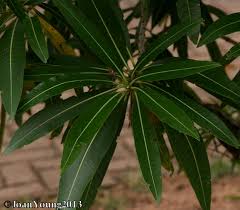 Image result for Breonadia