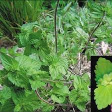 Image result for Veronica javanica