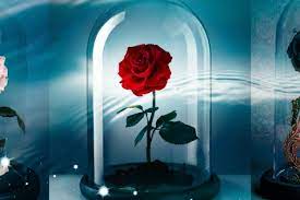 Mawar melambangkan cinta dan kasih sayang ini memiliki warna merah terang yang membuatnya banyak digemari di sebagian besar spesies mawar gugur, dengan beberapa spesies yang termasuk dalam kelompok tanaman hijau. Bunga Mawar Di Beauty And The Beast Ternyata Benar Ada Dan Tahan Selama 3 Tahun