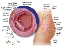 مراحل تطور الحمل أسبوعيا بالصور