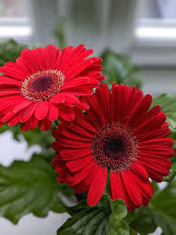 Image result for Gerbera jamesonii