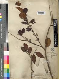 Image result for Memecylon sp. B