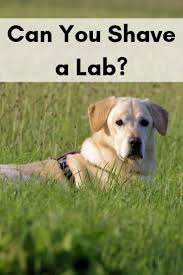 Can You Shave A Lab Labrador Shedding Labrador Retriever Puppies Labrador