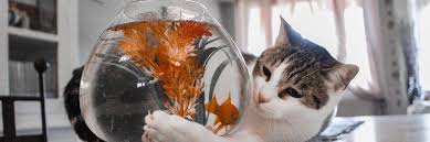 Ask a professional cat vet anytime. Dehydration In Cats Symptoms Dangers And Treatment