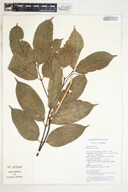 Image result for Landolphia rufescens