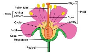 Tulips (tulipa spp.), a large group of approximately 100 species, include over 3,000 varieties of flowering plants. Flowers And Maturation Ks Corn