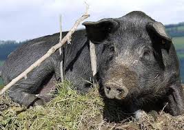 Der landesvorsitzende der grünen steffen regis bremste jedoch den parteinachwuchs. Gruner Kreis Und Schwarzes Schwein A List