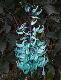 Origin of the nice classification. Wikipedia Featured Pictures Plants Flowers Wikipedia