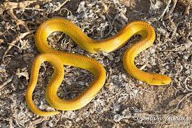 Aurua House Snake Lamprophis Aurora From The Western Cape S Africa Pet Snake Beautiful Snakes Reptile Snakes