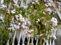 Jasmin Officinal Jasmin Blanc Tous Les Conseils De Culture Et D Entretien Des Jasminum En 2020 Jasmin Officinal Plante Grimpante Idees Jardin