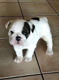 English Bulldogs For Sale In California L2sanpiero