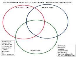Bacteria animal and plant cell venn diagram. Similarities And Differences Between Plant And Animal Cells And Bacterial Cells