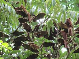 Image result for Millettia grandis