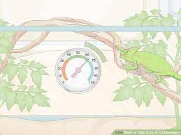 How To Take Care Of A Chameleon Chameleon Take Care Care