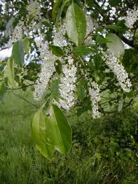 Image result for Prunus serotina