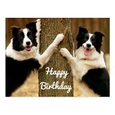 Happy Birthday Border Collie Puppy Dog Rustic Postcard Zazzle Com In 2021 Happy Birthday Puppy Collie Puppies Border Collie Puppies