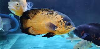 Ikan ini bernama latin astronotus ocellatus dan masih termasuk keluarga cichlid. Ikan Oscar 8 Jenis Dan Harga Ikan Oscar Lengkap Beserta Cara Merawatnya Hewan Air Info Hewan Air Info