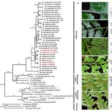 Image result for Blotiella trichosora