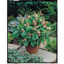 Maybe you would like to learn more about one of these? Runner Bean Hestia Dwarf A Leading Supplier Of Vegetable Seeds In Essex Uk Grow Your Own Vegetable Seeds Kingsseeds Com