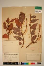 Image result for Bridelia scleroneura