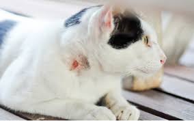 Fight wounds frequently result in infection that can make cats quite ill particularly if they are left untreated. Fight Wound Infections In Cats Vca Animal Hospital