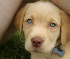 Cinnamire labrador retrievers is located on 3 1/2 acres, in the foothills of the north carolina mountains. Fox Red Lab Puppies For Sale Canada The Y Guide