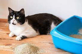 Und in der wohnung oder sonst (was du so. Katze Macht Grosses Geschaft Nicht Ins Klo Veto Europas Stimme Fur Tierschutz