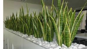 Meskipun terkesan memanjakan mata, tanaman ini cukup sulit dirawat. Tanaman Hias Daun Yang Cantik Untuk Menghiasi Rumah Dan Ruangan