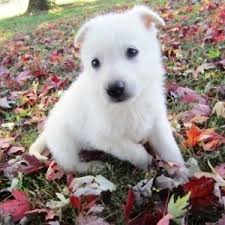 Choose a puppy from responsible and caring white german shepherd breeders, and contact them direct. Bolt German Shepherd Dog Puppy 620162 Puppyspot