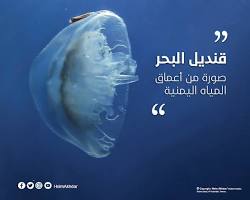 Image of قنديل البحر ذو الرأس الثعباني