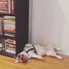 40 in length by 23 in width by 25 in hei 55 Corgi Facts That Make Them The Best Pets Best Life
