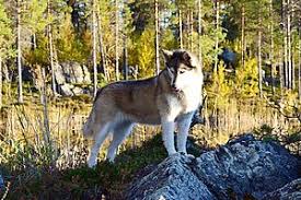 Husky (comparative huskier, superlative huskiest). Siberian Husky Wikipedia