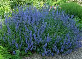 25 Plants That Survive With Or Without You Deer Resistant Perennials Plants Front Yard Landscaping