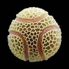 Image result for Streptocarpus glandulosissimus