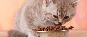 If a cat is tilting its head frequently to either side of the body (away from its orientation with the trunk and limbs), this is an indication that the cat feels imbalanced. My Cat Won T Eat What Should I Do Vetbabble