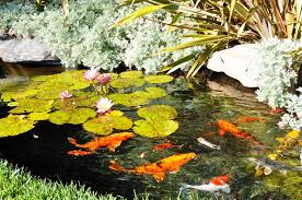 Most domestic koi usually grow about 12 to 15 inches long. 10 Things You Should Know Before Building A Koi Pond
