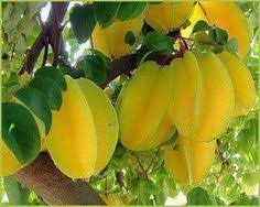 Maybe you would like to learn more about one of these? Guyana Fruits