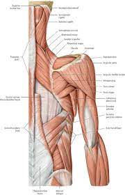 Functional Anatomy Of The Upper Limb Anatomy An Essential Textbook 1st Ed Human Body Anatomy Human Muscle Anatomy Upper Limb Anatomy