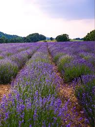 Lavendelfeld In Detmold Lavendel Lavendel Pflanze Schone Landschaften