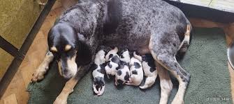 Image result for malý modrý gaskoňský honič