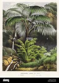 Image result for Acanthophoenix