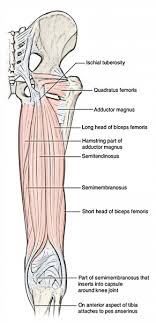 Shoulder muscles and tendons diagram. Easy Notes On Hamstring Muscles On The Back Of The Thigh Earth S Lab