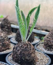 Image result for Encephalartos munchii
