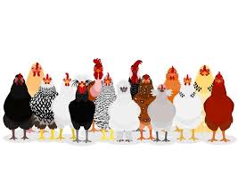 Various Chicken Group Group Of Various Breeds Of Chicken On White Standing Fro Sponsored Affiliate Sp Chicken Wallpaper Dog Stock Images Fancy Chickens