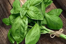 Daun kemangi memiliki aroma yang sangat khas dan biasanya dimakan bersama daun kubis, irisan mentimun, dan sambal. Mirip Kemangi Ini 7 Khasiat Daun Basil Untuk Kesehatan