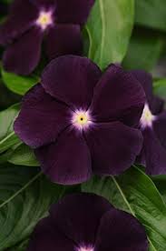 Maybe you would like to learn more about one of these? 40 Ocean Black Moon Vinca Flower Seeds Annual Buy Online In United Arab Emirates At Desertcart Ae Productid 73769432