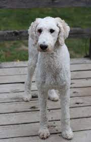 These intelligent water retrievers earned the name pudelhund or caniche. Pin On Gatsby Cuts
