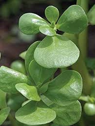 Purslane flowers are most common in the eastern states. 42 Portulaca Ideas Plants Planting Flowers Succulents