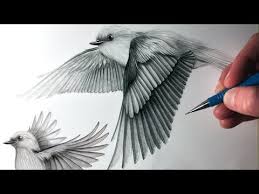 Sketch Bird In Flight Drawing How To Draw Birds Flying Youtube Bird Drawings Bird Sketch Flying Bird Drawing